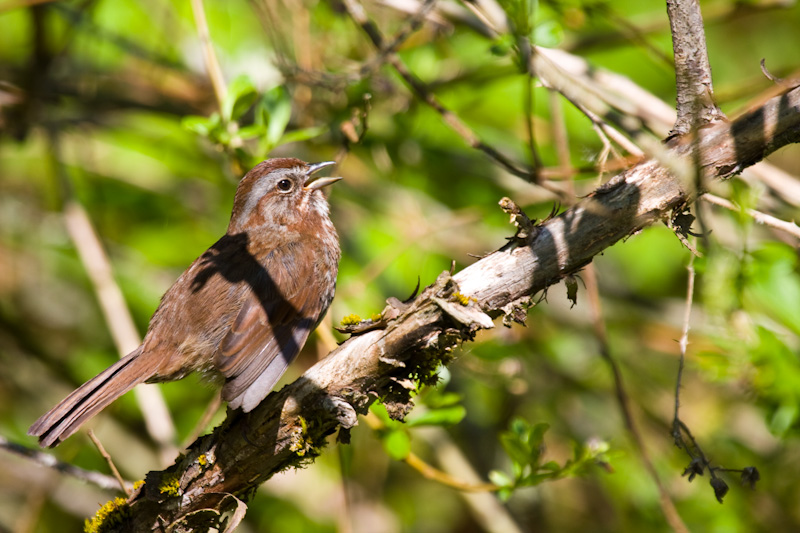 Song Sparrow